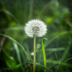 lone dandelion in the grass