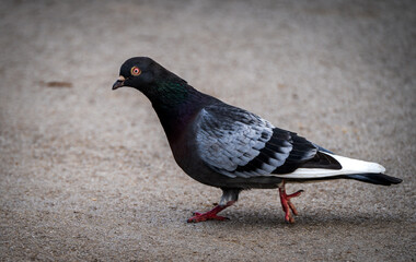 pigeon walking in the city