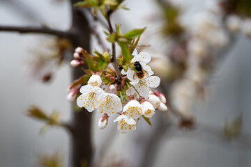 Bee pollenating a spring blossom in Sofia city center 02April2023 shot on Sony 200-600mm telephoto lens.