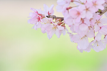 ソメイヨシノの桜の花