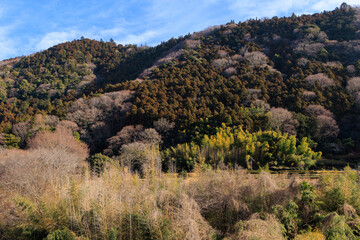 早春の神奈川県の里山の風景