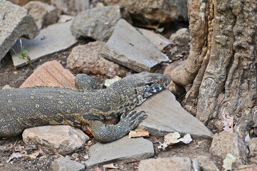 Closeup picture of a Nile monitor (latin name: Varanus niloticus), in Zambia