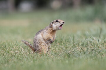 lonely screaming ground squirrel on a green summer lawn