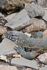 Closeup picture of a Nile monitor (latin name: Varanus niloticus), in Zambia