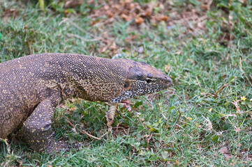 Naklejka premium Closeup picture of a Nile monitor (latin name: Varanus niloticus), in Zambia
