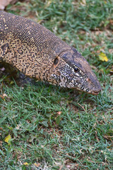 Closeup picture of a Nile monitor (latin name: Varanus niloticus), in Zambia