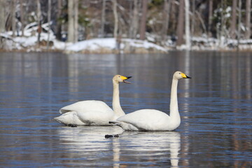 Sweden. The whooper swan, also known as the common swan, pronounced hooper swan, is a large northern hemisphere swan. 