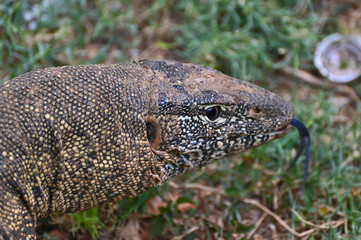 Closeup picture of a Nile monitor (latin name: Varanus niloticus), in Zambia