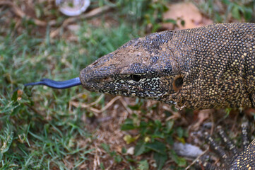 Closeup picture of a Nile monitor (latin name: Varanus niloticus), in Zambia