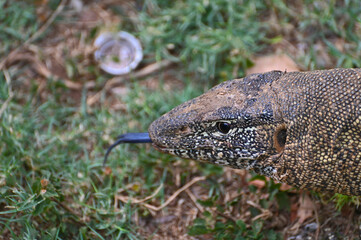 Closeup picture of a Nile monitor (latin name: Varanus niloticus), in Zambia