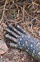 Closeup picture of a Nile monitor (latin name: Varanus niloticus), in Zambia