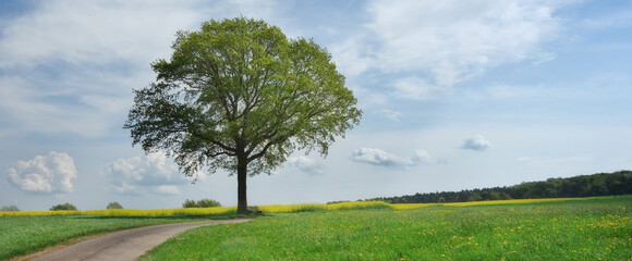 Banner Baum im Frühling