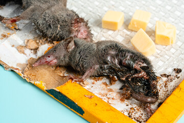A wild mouse or rat found dead stuck to a rodent glue trap isolated on blue background.