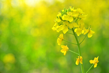 群生した黄色い菜の花