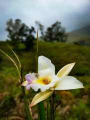 Fototapeta premium White and purple orchid flower on the hill with blur tree background
