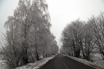 Winter road with trees covered with ice