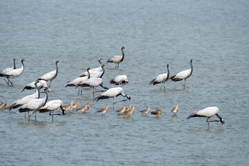 Demoiselle crane or Grus virgo observed near Nalsarovar in Gujarat, India