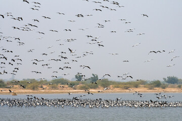 Demoiselle crane or Grus virgo observed near Nalsarovar in Gujarat, India