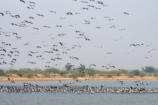 Demoiselle crane or Grus virgo observed near Nalsarovar in Gujarat, India