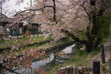 Fototapeta na wymiar blossom trees