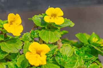 A yellow monkey flower in garden