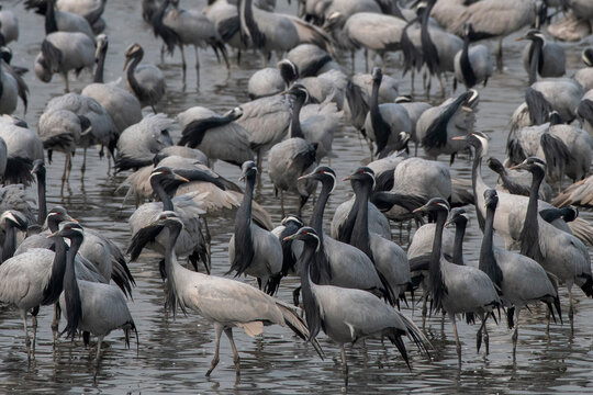 Demoiselle crane or Grus virgo observed near Nalsarovar in Gujarat, India