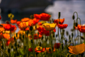 Poppies in the sunlgiht