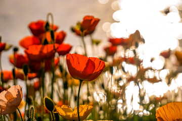 Poppies in the sunlgiht