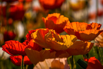 Poppies in the sunlgiht