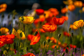 Poppies in the sunlgiht
