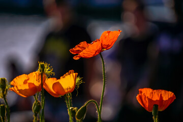 Poppies in the sunlgiht