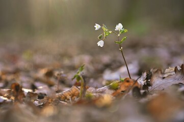 Spring background. Beautiful little white flowers in nature. Small plant in the forest (Isopyrum thalictroides)