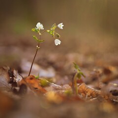 Spring background. Beautiful little white flowers in nature. Small plant in the forest (Isopyrum thalictroides)