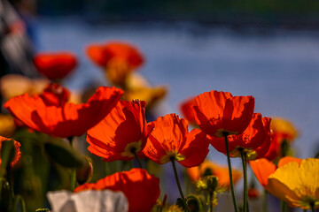 Poppies in the sunlgiht
