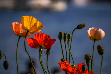 Poppies in the sunlgiht