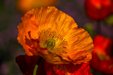 Poppies in the sunlgiht
