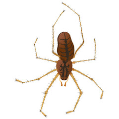 hand drawn illustration of hanging down spider