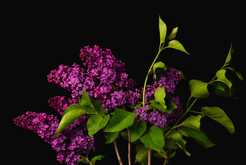 Bouquet with purple lilac flowers with a dark background