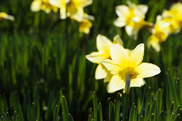Natural sunny background with white daffodil flowers