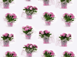 Summer floral pattern with pink chrysanthemum flowers