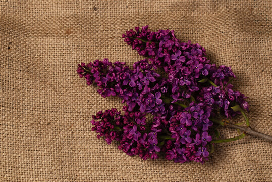 lBurgundy ilac flowers on a rustic tablecloth