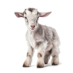 Obraz premium Close up portrait of an expressive baby goat with innocent eyes against a white background. Generative AI