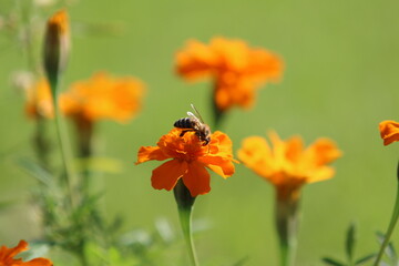 Orange flower and bee summer season photo