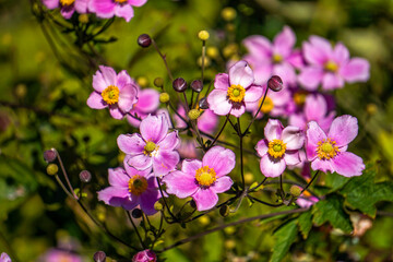 Beautiful rose flowers
