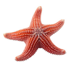 starfish isolated on white
