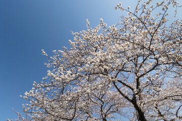 Obraz premium 季節の花