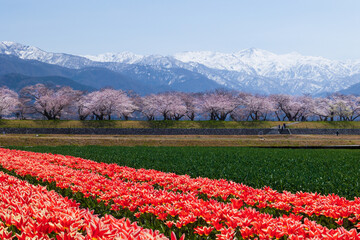 季節の花