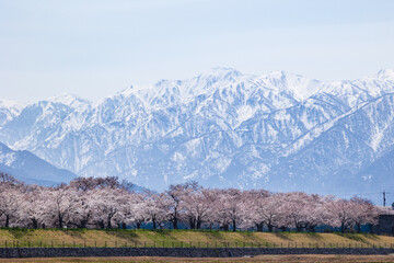 Fototapeta premium 季節の花