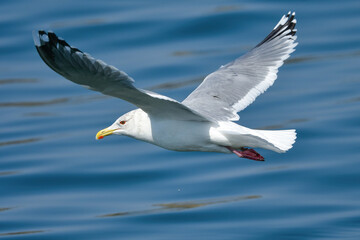冬の海や水辺でよく見られる渡り鳥のセグロカモメ