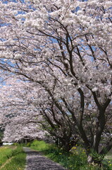 Obraz na płótnie Canvas 満開の桜並木　花びら散る細道